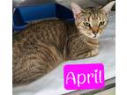 Adopt April a Domestic Shorthair / Mixed (short coat) cat in Jim Thorpe