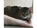 Adopt Penelope a Domestic Shorthair / Mixed (short coat) cat in Jim Thorpe