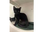 Adopt Kitten 25681 (Luna) a All Black Domestic Shorthair (short coat) cat in