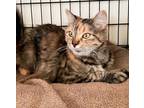 Adopt Teddie Mae a Gray, Blue or Silver Tabby Domestic Mediumhair cat in Buhl