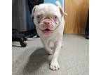 Adopt Willem a Pug / Mixed dog in Escondido, CA (41544472)