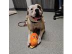 Adopt Daphne a Boxer / Mixed dog in Escondido, CA (41544471)