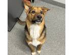 Adopt Fred a Terrier (Unknown Type, Medium) / Mixed dog in Escondido
