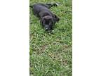 Adopt Chloe a Black Labrador Retriever / Mixed dog in Houston, TX (41544165)