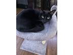 Adopt Smaug a Black (Mostly) Domestic Shorthair / Mixed (medium coat) cat in El