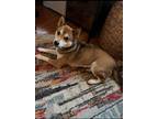 Adopt Apollo a Tan/Yellow/Fawn Shiba Inu / Mixed dog in Boston, MA (41544164)