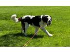 Adopt Ivan a St. Bernard / Mixed dog in West Milwaukee, WI (41544011)