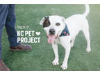 Adopt Trout a White American Pit Bull Terrier / Mixed Breed (Medium) / Mixed