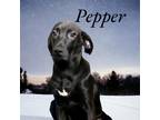 Adopt Duke (Pepper) a Black Labrador Retriever / Hound (Unknown Type) / Mixed