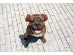Adopt Eliza a Brindle Boxer / Mixed Breed (Medium) / Mixed (short coat) dog in