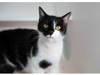 Adopt Ray a Domestic Shorthair / Mixed cat in Berkeley, CA (41543907)