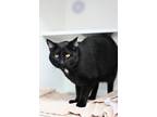 Adopt Nessarose a Domestic Shorthair / Mixed cat in Berkeley, CA (41543904)