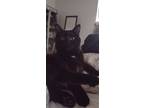 Adopt Luna a Black (Mostly) Domestic Longhair / Mixed (medium coat) cat in