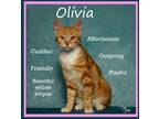 Adopt Olivia a Domestic Shorthair / Mixed (short coat) cat in Aurora
