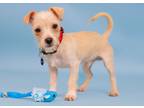 Adopt Arlo a Terrier (Unknown Type, Medium) / Mixed dog in Berkeley