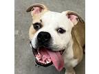 Adopt Bobby a Mixed Breed (Medium) / Mixed dog in Spokane Valley, WA (41543901)