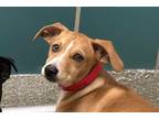 Adopt Jay a Labrador Retriever / Mixed dog in Houston, TX (41543893)