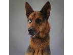 Adopt Agatha a German Shepherd Dog / Mixed dog in Houston, TX (41543892)
