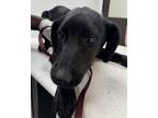 Adopt Martin a German Shepherd Dog / Mixed dog in Houston, TX (41543890)