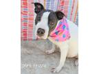 Adopt Mrs Frizzle a American Pit Bull Terrier / Mixed dog in Gautier