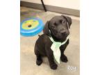 Adopt Roy a Labrador Retriever / Mixed dog in Gautier, MS (41507887)