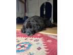 Adopt Wicket a Black Golden Retriever / Corgi / Mixed dog in Zionsville