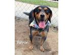 Adopt Patron a Beagle / Hound (Unknown Type) / Mixed dog in Gautier