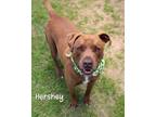 Adopt Hershey a Labrador Retriever / Mixed dog in Gautier, MS (41507884)