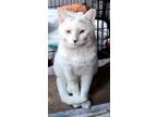 Adopt Luckyboy a White (Mostly) American Shorthair (short coat) cat in Brooklyn