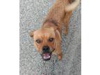 Adopt Blake Shelton a Red/Golden/Orange/Chestnut Pug / Mixed dog in Portland