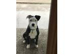 Adopt Zoie a Black - with White Australian Cattle Dog / Beagle / Mixed dog in