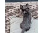 Adopt Litle one (black) a All Black Domestic Shorthair / Mixed (short coat) cat