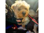 Adopt Johnny (Lennon) a Brown/Chocolate Maltipoo / Poodle (Miniature) / Mixed