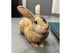 Adopt Barbie a Rex / Mixed rabbit in Sheboygan, WI (41543946)