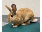 Adopt Kelly a Rex / Mixed rabbit in Sheboygan, WI (41543945)