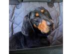 Adopt Dags a Black and Tan Coonhound / Mixed dog in Des Moines, IA (41543942)