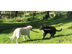Adopt Oreo a Black - with White Labradoodle / German Shepherd Dog / Mixed dog in