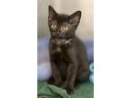 Adopt Buzz a Domestic Shorthair / Mixed cat in Atlantic City, NJ (41534139)