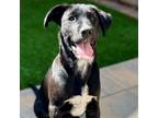 Adopt Monty a Mixed Breed (Medium) / Mixed dog in Rancho Santa Fe, CA (41543802)