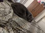 Adopt Hannah a Gray or Blue Domestic Shorthair / Mixed (short coat) cat in Las