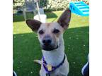 Adopt Peter a Mixed Breed (Medium) / Mixed dog in Mipiltas, CA (41543718)