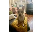 Adopt Frankie a Tan/Yellow/Fawn American Pit Bull Terrier / Boston Terrier /