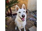 Adopt Lloyd a White German Shepherd Dog / Mixed dog in Ramona, CA (41543685)