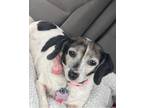 Adopt Niki a White - with Black Dachshund / Beagle / Mixed dog in Plainfield