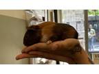 Adopt Reeses a Guinea Pig small animal in New York, NY (41543672)