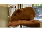 Adopt Ginger a Guinea Pig small animal in New York, NY (41543670)