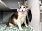 Adopt Persia Robinson a Domestic Shorthair / Mixed cat in New York