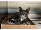 Adopt Figi a Domestic Shorthair / Mixed cat in New York, NY (41543658)