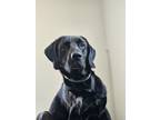 Adopt Sirius a Black Labrador Retriever / Mixed dog in Russellville