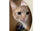 Adopt *Junie a Orange or Red Tabby Domestic Shorthair (short coat) cat in Sioux
